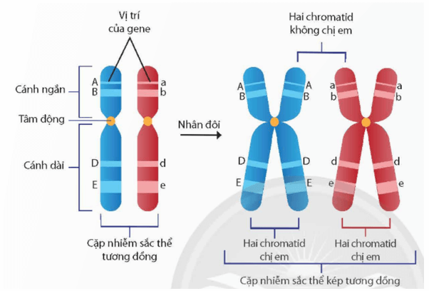Lý thuyết KHTN 9 Chân trời sáng tạo Bài 41: Cấu trúc nhiễm sắc thể và đột biến nhiễm sắc thể (ảnh 3)