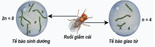 Lý thuyết KHTN 9 Chân trời sáng tạo Bài 41: Cấu trúc nhiễm sắc thể và đột biến nhiễm sắc thể (ảnh 4)