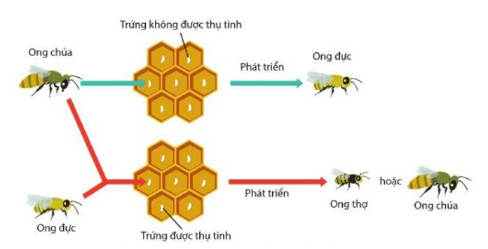Lý thuyết KHTN 9 Chân trời sáng tạo Bài 41: Cấu trúc nhiễm sắc thể và đột biến nhiễm sắc thể (ảnh 5)