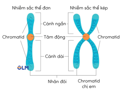 Lý thuyết KHTN 9 Chân trời sáng tạo Bài 41: Cấu trúc nhiễm sắc thể và đột biến nhiễm sắc thể (ảnh 9)