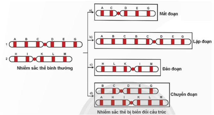 Lý thuyết KHTN 9 Chân trời sáng tạo Bài 41: Cấu trúc nhiễm sắc thể và đột biến nhiễm sắc thể (ảnh 11)