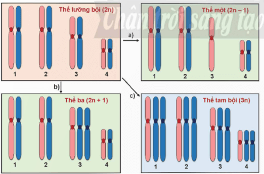 Lý thuyết KHTN 9 Chân trời sáng tạo Bài 41: Cấu trúc nhiễm sắc thể và đột biến nhiễm sắc thể (ảnh 12)