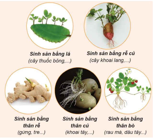 Lý thuyết KHTN 9 Chân trời sáng tạo Bài 43: Di truyền nhiễm sắc thể (ảnh 2)
