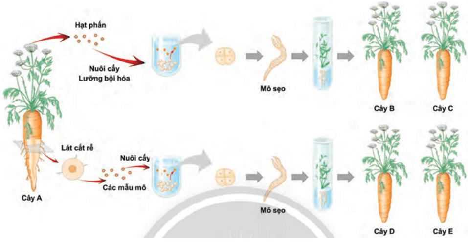 Lý thuyết KHTN 9 Chân trời sáng tạo Bài 43: Di truyền nhiễm sắc thể (ảnh 5)