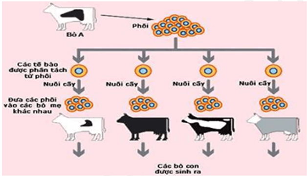 Lý thuyết KHTN 9 Chân trời sáng tạo Bài 43: Di truyền nhiễm sắc thể (ảnh 6)