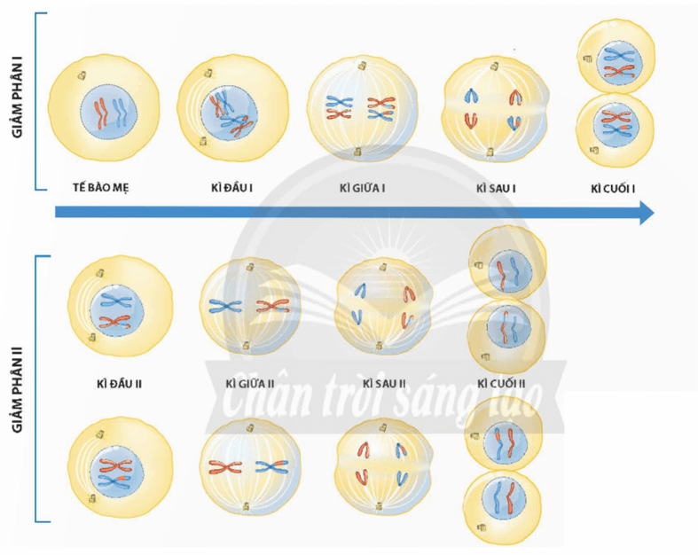 Lý thuyết KHTN 9 Chân trời sáng tạo Bài 43: Di truyền nhiễm sắc thể (ảnh 8)
