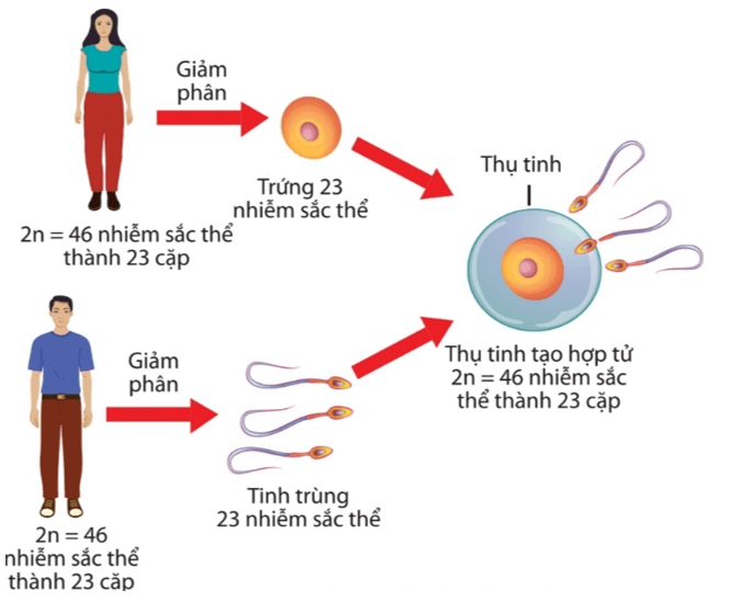 Lý thuyết KHTN 9 Chân trời sáng tạo Bài 43: Di truyền nhiễm sắc thể (ảnh 9)