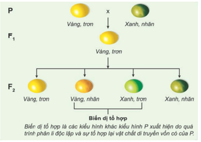 Lý thuyết KHTN 9 Chân trời sáng tạo Bài 43: Di truyền nhiễm sắc thể (ảnh 11)