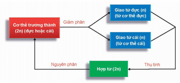 Lý thuyết KHTN 9 Chân trời sáng tạo Bài 43: Di truyền nhiễm sắc thể (ảnh 12)