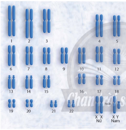 Lý thuyết KHTN 9 Chân trời sáng tạo Bài 43: Di truyền nhiễm sắc thể (ảnh 16)