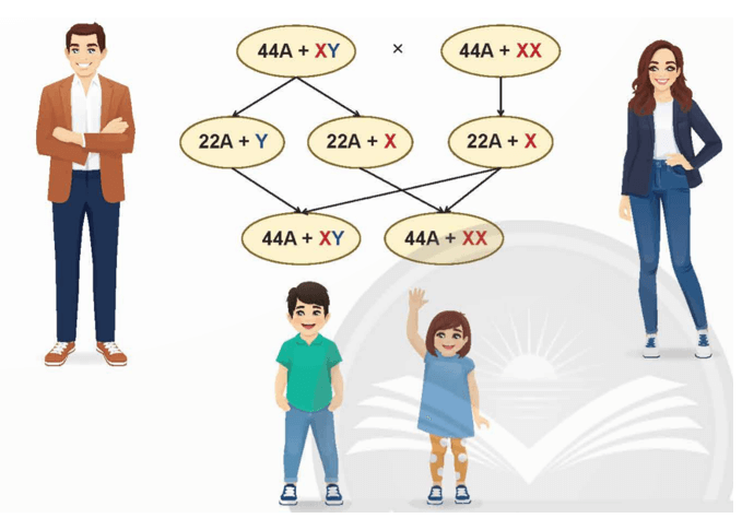 Lý thuyết KHTN 9 Chân trời sáng tạo Bài 43: Di truyền nhiễm sắc thể (ảnh 18)