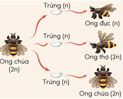 Lý thuyết KHTN 9 Chân trời sáng tạo Bài 43: Di truyền nhiễm sắc thể (ảnh 19)