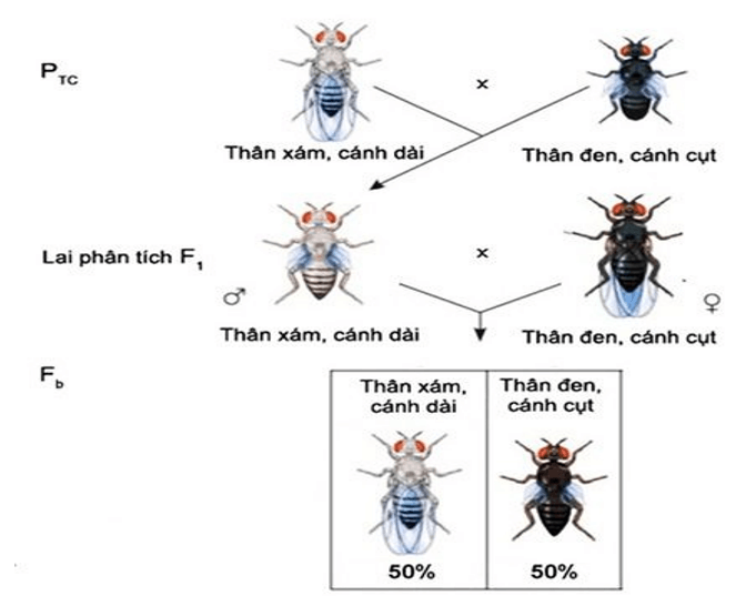 Lý thuyết KHTN 9 Chân trời sáng tạo Bài 43: Di truyền nhiễm sắc thể (ảnh 22)