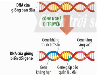 Lý thuyết KHTN 9 Chân trời sáng tạo Bài 45: Ứng dụng công nghệ di truyền vào đời sống (ảnh 2)
