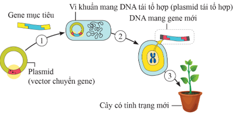 Lý thuyết KHTN 9 Chân trời sáng tạo Bài 45: Ứng dụng công nghệ di truyền vào đời sống (ảnh 3)
