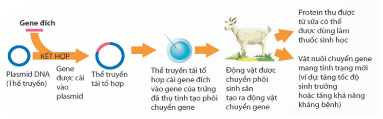 Lý thuyết KHTN 9 Chân trời sáng tạo Bài 45: Ứng dụng công nghệ di truyền vào đời sống (ảnh 4)