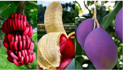 Lý thuyết KHTN 9 Chân trời sáng tạo Bài 45: Ứng dụng công nghệ di truyền vào đời sống (ảnh 5)