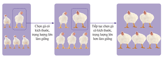 Lý thuyết KHTN 9 Chân trời sáng tạo Bài 46: Khái niệm về tiến hoá và các hình thức chọn lọc (ảnh 2)