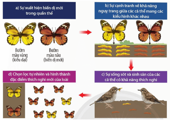 Lý thuyết KHTN 9 Chân trời sáng tạo Bài 46: Khái niệm về tiến hoá và các hình thức chọn lọc (ảnh 5)