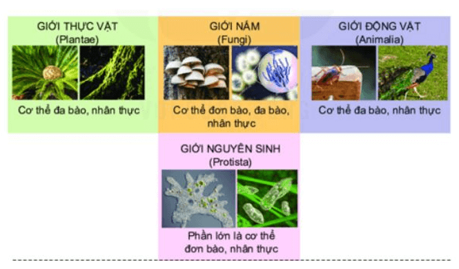 Lý thuyết KHTN 9 Chân trời sáng tạo Bài 47: Cơ chế tiến hoá (ảnh 14)