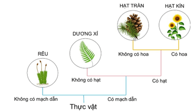Lý thuyết KHTN 9 Chân trời sáng tạo Bài 47: Cơ chế tiến hoá (ảnh 15)