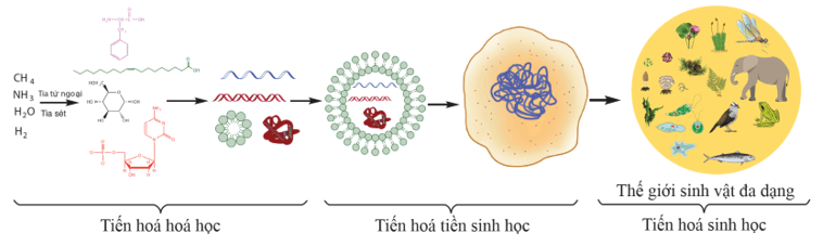 Lý thuyết KHTN 9 Chân trời sáng tạo Bài 48: Phát sinh và phát triển của sự sống trên Trái Đất (ảnh 2)
