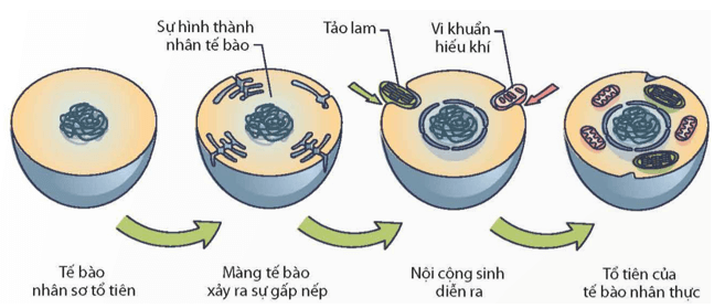Lý thuyết KHTN 9 Chân trời sáng tạo Bài 48: Phát sinh và phát triển của sự sống trên Trái Đất (ảnh 3)