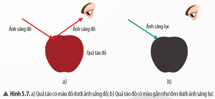 Lý thuyết KHTN 9 Chân trời sáng tạo Bài 5: Tán sắc ánh sáng qua lăng kính. Màu sắc của vật