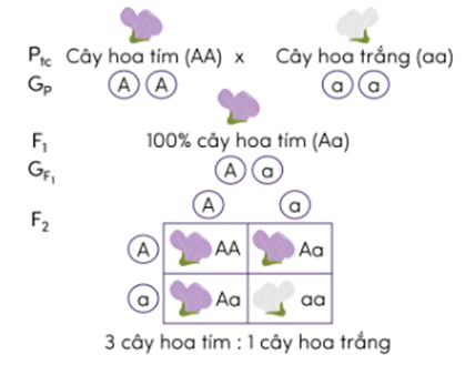 Trắc nghiệm KHTN 9 Chân trời sáng tạo Bài 36 (có đáp án): Các quy luật di truyền của Mendel | Khoa học tự nhiên 9