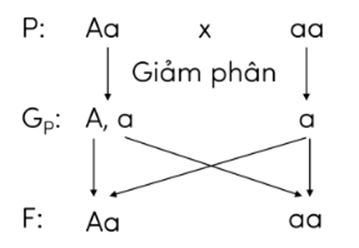 Trắc nghiệm KHTN 9 Chân trời sáng tạo Bài 36 (có đáp án): Các quy luật di truyền của Mendel | Khoa học tự nhiên 9