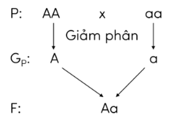 Trắc nghiệm KHTN 9 Chân trời sáng tạo Bài 36 (có đáp án): Các quy luật di truyền của Mendel | Khoa học tự nhiên 9