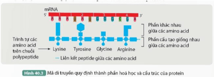 Quan sát Hình 40.3 cho biết mã di truyền quy định thành phần hóa học và cấu trúc của protein như thế nào
