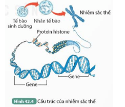 Mỗi NST trong tế bào ở Hình 42.4 chứa bao nhiêu phân tử DNA