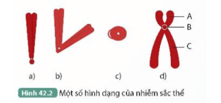 Mô tả hình dạng và gọi tên vị trí tâm động của mỗi NST trong Hình 42.2a, b, c, d