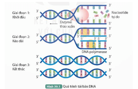 Quan sát Hình 39.1, thực hiện các yêu cầu sau: Mô tả ba giai đoạn của quá trình tái bản DNA