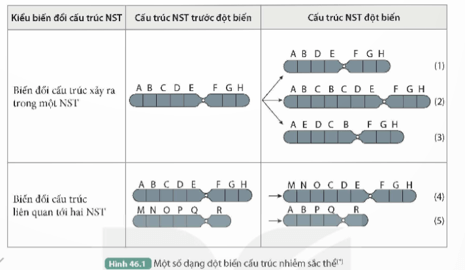 Quan sát Hình 46.1, thực hiện các yêu cầu sau: Nêu sự thay đổi về cấu trúc của NST sau khi đột biến