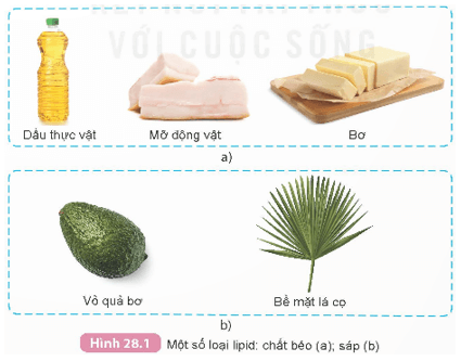 Lý thuyết KHTN 9 Kết nối tri thức Bài 28: Lipid