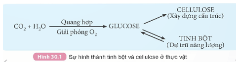 Lý thuyết KHTN 9 Kết nối tri thức Bài 30: Tinh bột và cellulose