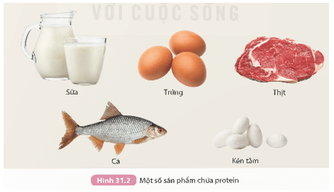 Lý thuyết KHTN 9 Kết nối tri thức Bài 31: Protein