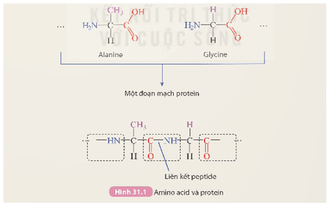 Lý thuyết KHTN 9 Kết nối tri thức Bài 31: Protein