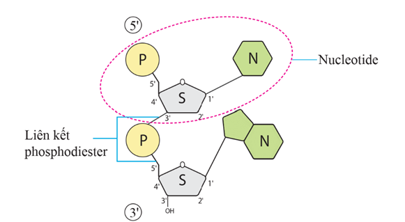 Lý thuyết KHTN 9 Kết nối tri thức Bài 38: Nucleic acid và gene