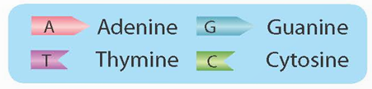Lý thuyết KHTN 9 Kết nối tri thức Bài 38: Nucleic acid và gene