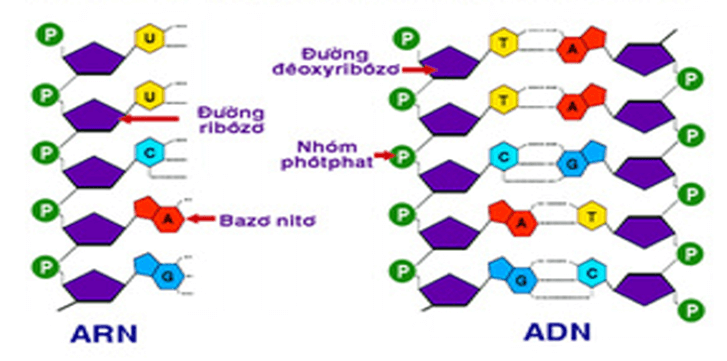 Lý thuyết KHTN 9 Kết nối tri thức Bài 38: Nucleic acid và gene