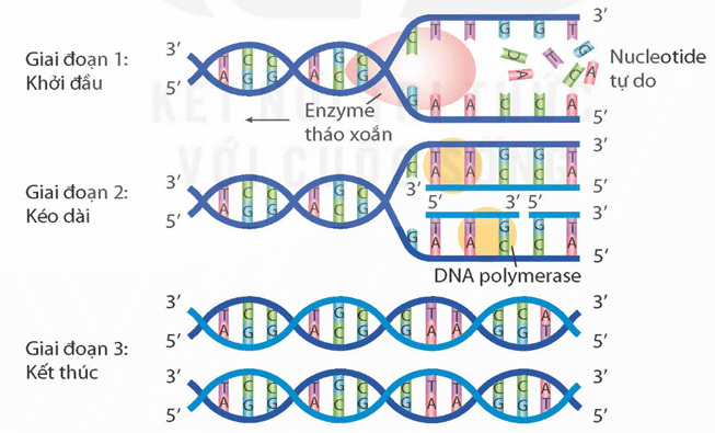 Lý thuyết KHTN 9 Kết nối tri thức Bài 39: Tái bản DNA và phiên mã tạo RNA