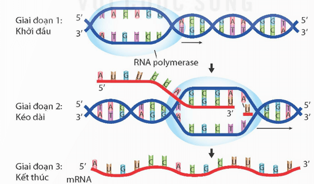 Lý thuyết KHTN 9 Kết nối tri thức Bài 39: Tái bản DNA và phiên mã tạo RNA