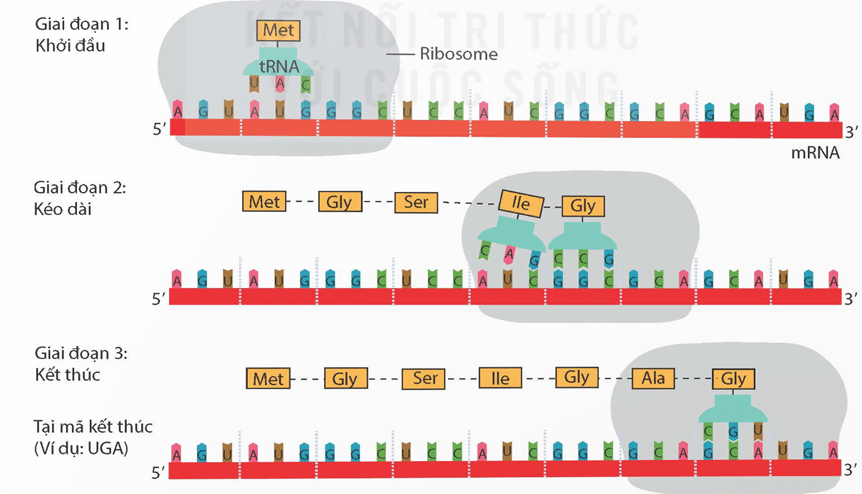 Lý thuyết KHTN 9 Kết nối tri thức Bài 40: Dịch mã và mối quan hệ từ gene đến tính trạng