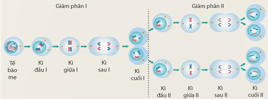 Lý thuyết KHTN 9 Kết nối tri thức Bài 43: Nguyên phân và giảm phân