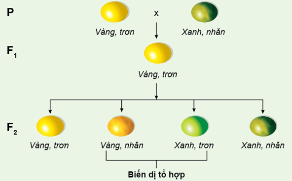 Lý thuyết KHTN 9 Kết nối tri thức Bài 43: Nguyên phân và giảm phân