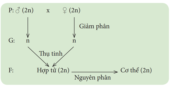 Lý thuyết KHTN 9 Kết nối tri thức Bài 43: Nguyên phân và giảm phân