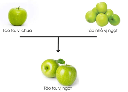Lý thuyết KHTN 9 Kết nối tri thức Bài 43: Nguyên phân và giảm phân